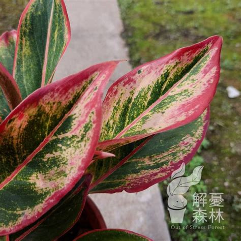 極光粗肋草風水|【極光粗肋草風水】「極光粗肋草風水：解開家居運勢的神秘密。